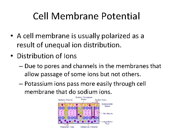Cell Membrane Potential • A cell membrane is usually polarized as a result of