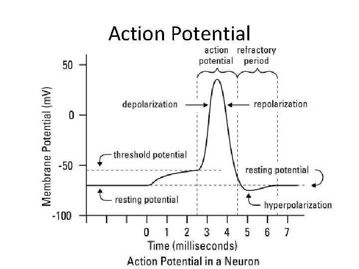 Action Potential 