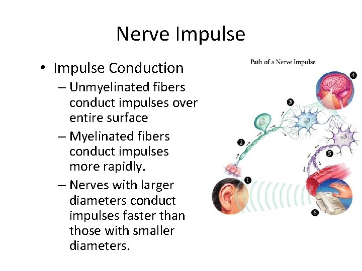 Nerve Impulse • Impulse Conduction – Unmyelinated fibers conduct impulses over entire surface –