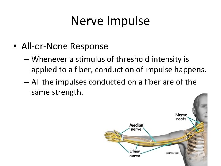 Nerve Impulse • All-or-None Response – Whenever a stimulus of threshold intensity is applied