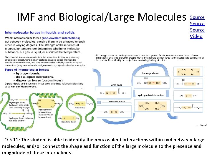 IMF and Biological/Large Molecules Source Video LO 5. 11: The student is able to