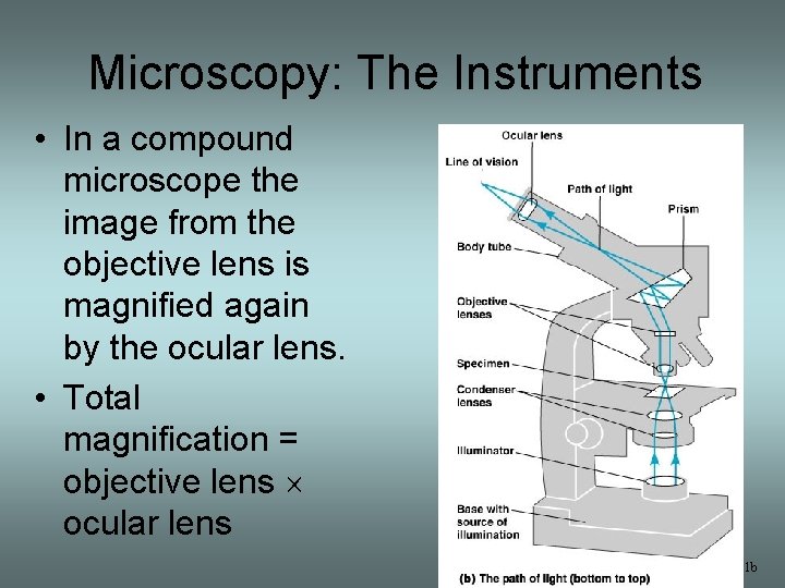 Microscopy: The Instruments • In a compound microscope the image from the objective lens