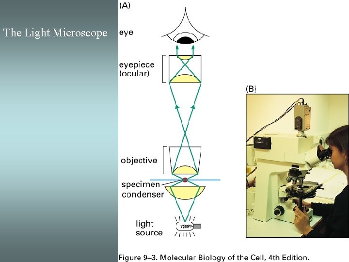 The Light Microscope 