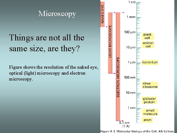 Microscopy Things are not all the same size, are they? Figure shows the resolution