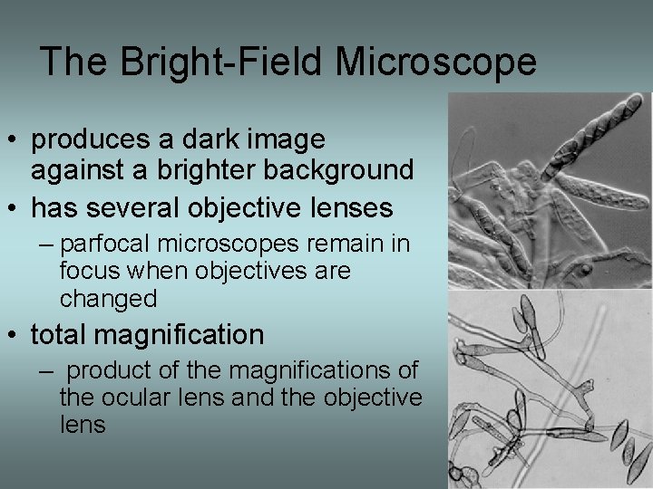The Bright-Field Microscope • produces a dark image against a brighter background • has