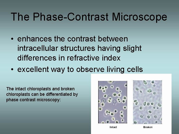 The Phase-Contrast Microscope • enhances the contrast between intracellular structures having slight differences in