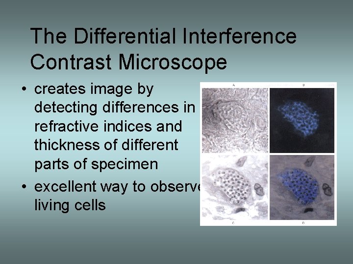 The Differential Interference Contrast Microscope • creates image by detecting differences in refractive indices