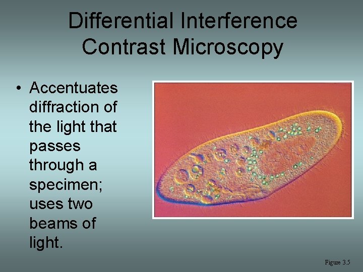 Differential Interference Contrast Microscopy • Accentuates diffraction of the light that passes through a