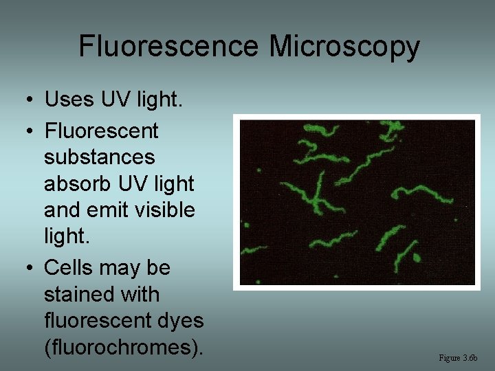 Fluorescence Microscopy • Uses UV light. • Fluorescent substances absorb UV light and emit