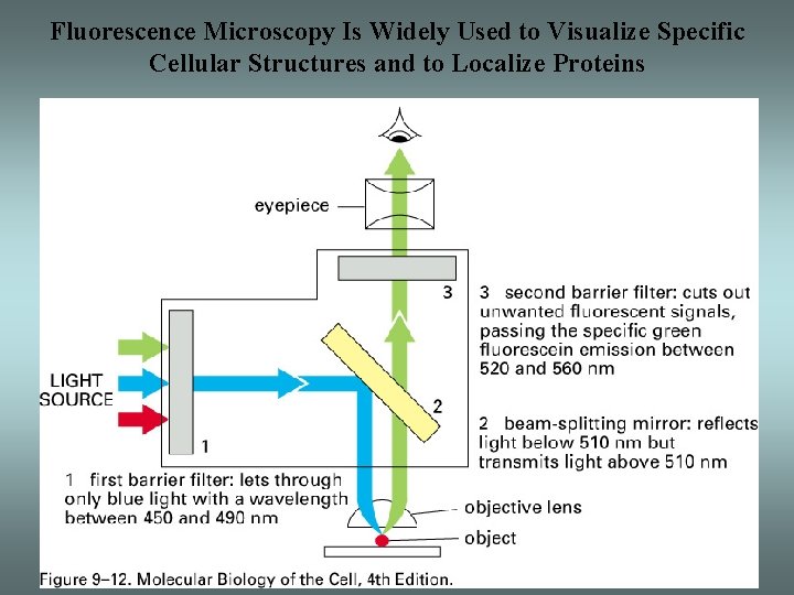 Fluorescence Microscopy Is Widely Used to Visualize Specific Cellular Structures and to Localize Proteins