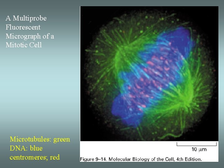 A Multiprobe Fluorescent Micrograph of a Mitotic Cell Microtubules: green DNA: blue centromeres; red