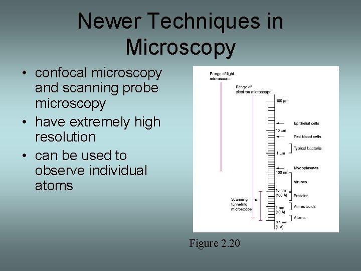 Newer Techniques in Microscopy • confocal microscopy and scanning probe microscopy • have extremely