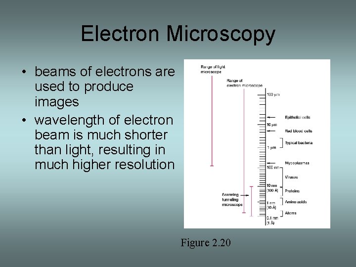 Electron Microscopy • beams of electrons are used to produce images • wavelength of