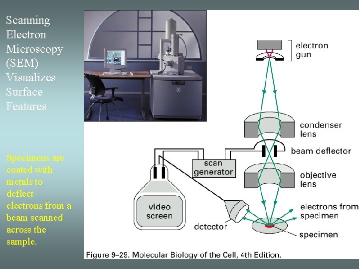 Scanning Electron Microscopy (SEM) Visualizes Surface Features Specimens are coated with metals to deflect