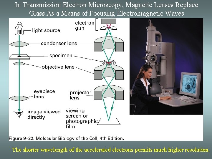 In Transmission Electron Microscopy, Magnetic Lenses Replace Glass As a Means of Focusing Electromagnetic