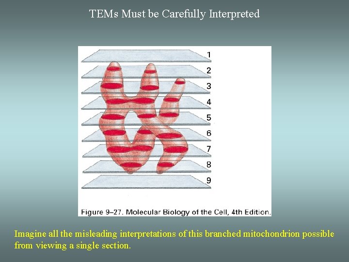 TEMs Must be Carefully Interpreted Imagine all the misleading interpretations of this branched mitochondrion