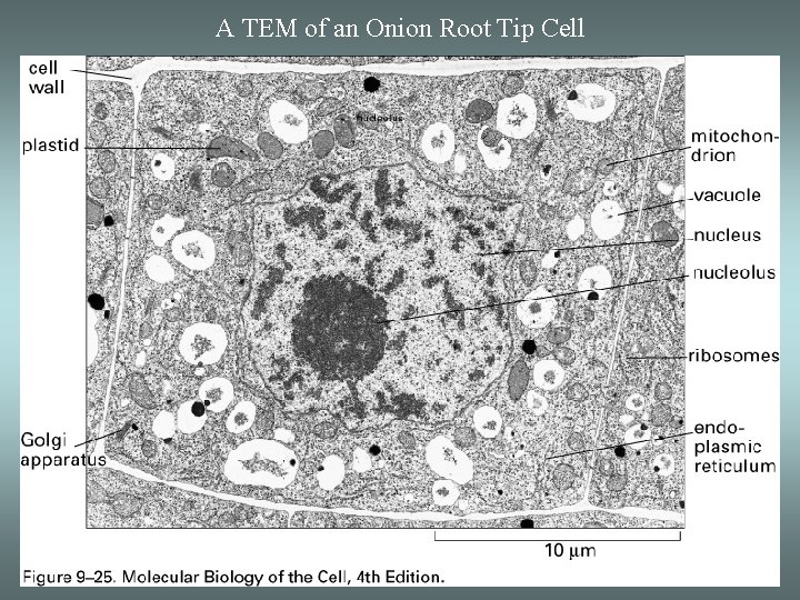 A TEM of an Onion Root Tip Cell 