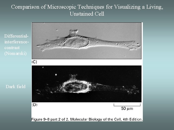 Comparison of Microscopic Techniques for Visualizing a Living, Unstained Cell Differentialinterferencecontrast (Nomarski) Dark field