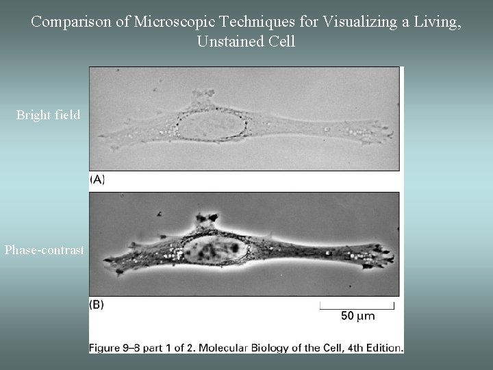 Comparison of Microscopic Techniques for Visualizing a Living, Unstained Cell Bright field Phase-contrast 