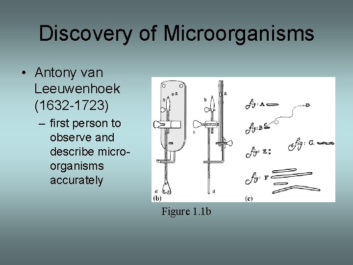 Discovery of Microorganisms • Antony van Leeuwenhoek (1632 -1723) – first person to observe