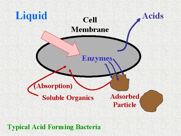 Liquid Acids Cell Membrane Enzymes (Absorption) Soluble Organics Typical Acid Forming Bacteria Adsorbed Particle
