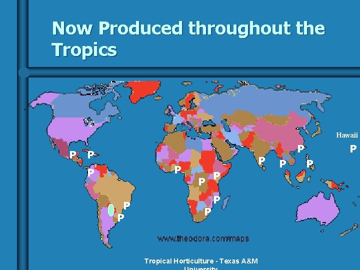 Now Produced throughout the Tropics Hawaii P P P Tropical Horticulture - Texas A&M