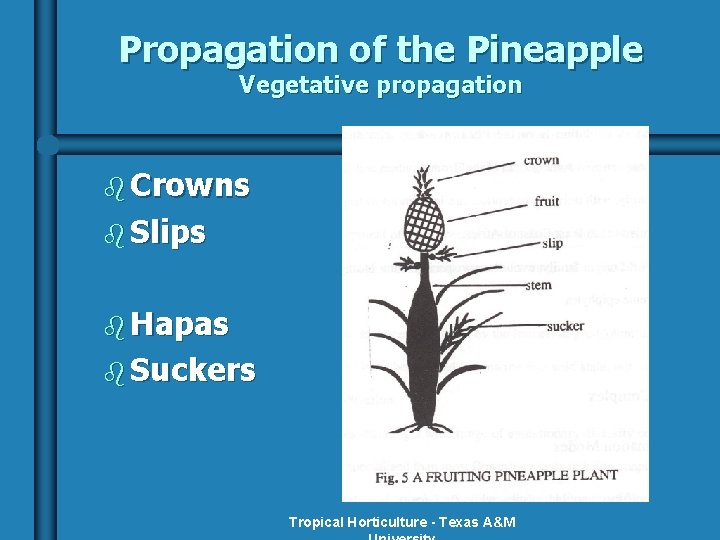 Propagation of the Pineapple Vegetative propagation b Crowns b Slips b Hapas b Suckers