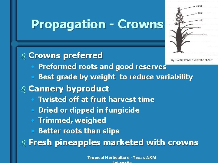 Propagation - Crowns b Crowns preferred • Preformed roots and good reserves • Best