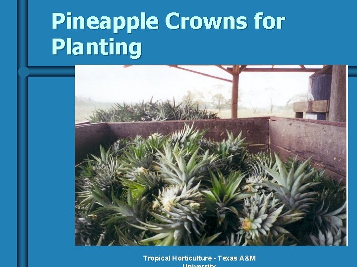 Pineapple Crowns for Planting Tropical Horticulture - Texas A&M 