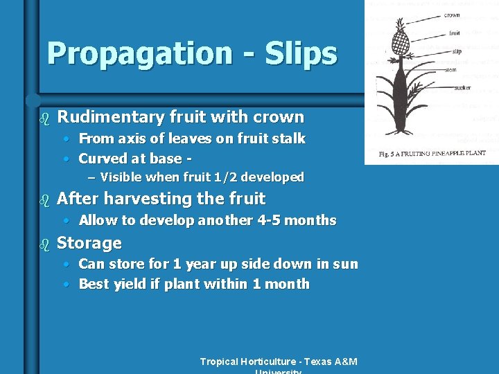 Propagation - Slips b Rudimentary fruit with crown • From axis of leaves on