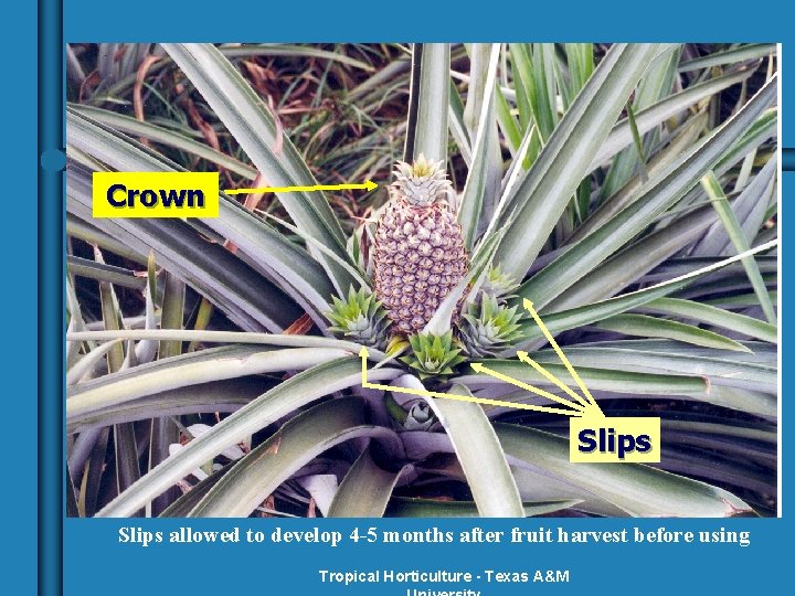 Crown Slips allowed to develop 4 -5 months after fruit harvest before using Tropical