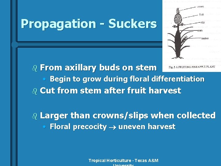 Propagation - Suckers b From axillary buds on stem • Begin to grow during