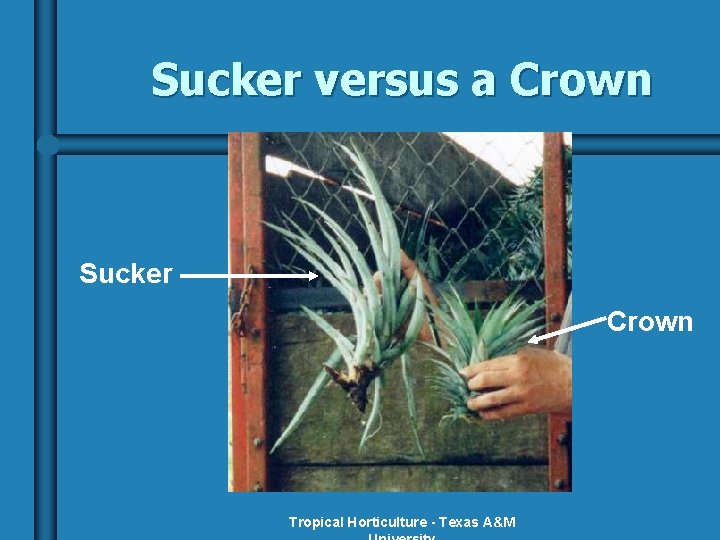 Sucker versus a Crown Sucker Crown Tropical Horticulture - Texas A&M 