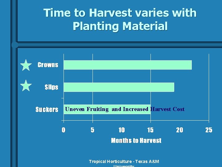 Time to Harvest varies with Planting Material Uneven Fruiting and Increased Harvest Cost Tropical