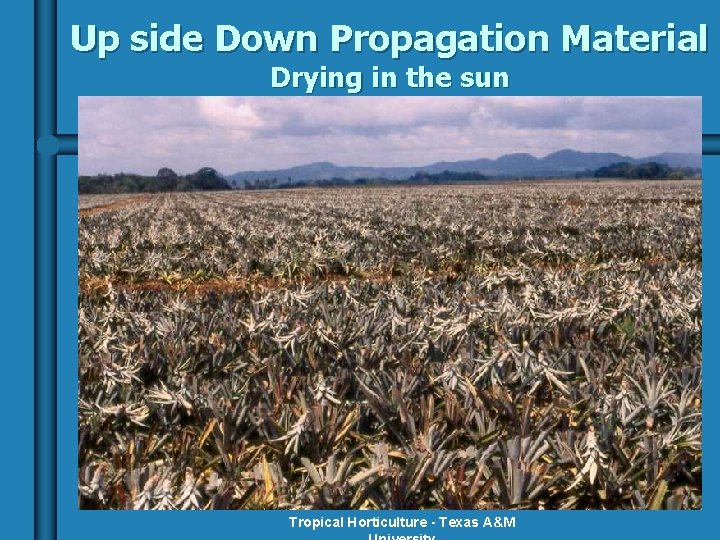 Up side Down Propagation Material Drying in the sun Tropical Horticulture - Texas A&M