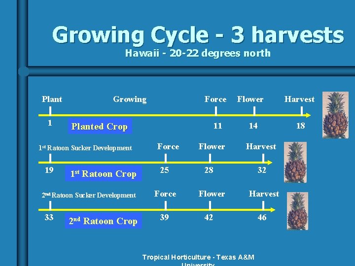 Growing Cycle - 3 harvests Hawaii - 20 -22 degrees north Plant 1 Growing