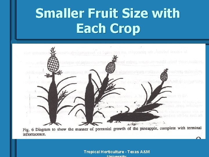 Smaller Fruit Size with Each Crop Tropical Horticulture - Texas A&M 
