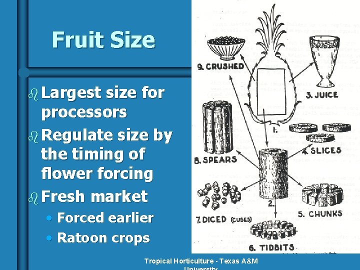 Fruit Size b Largest size for processors b Regulate size by the timing of