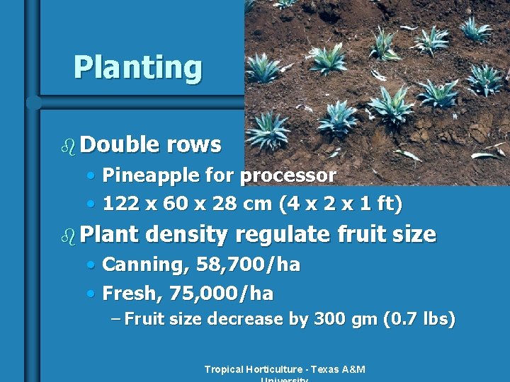 Planting b Double rows • Pineapple for processor • 122 x 60 x 28