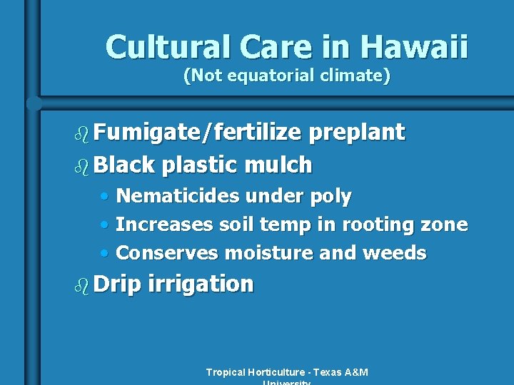 Cultural Care in Hawaii (Not equatorial climate) b Fumigate/fertilize preplant b Black plastic mulch