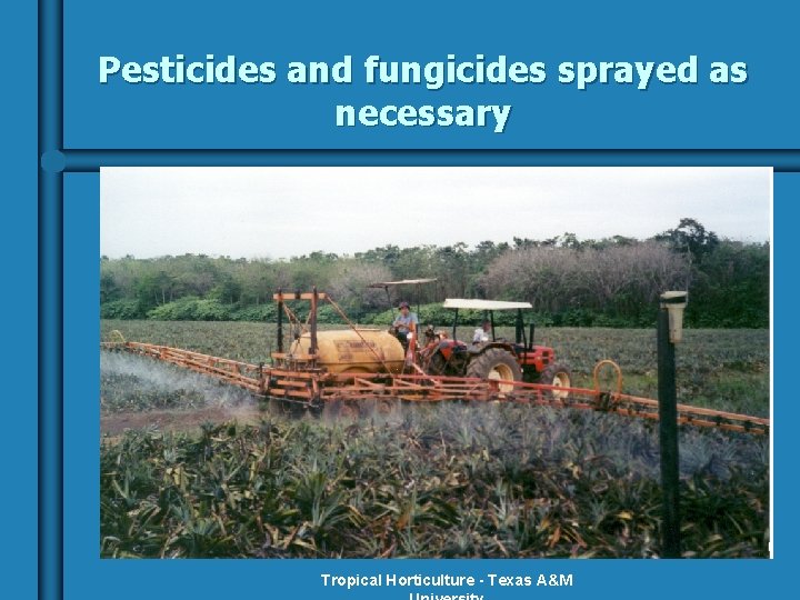 Pesticides and fungicides sprayed as necessary Tropical Horticulture - Texas A&M 