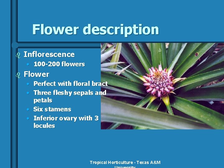 Flower description b Inflorescence • 100 -200 flowers b Flower • Perfect with floral