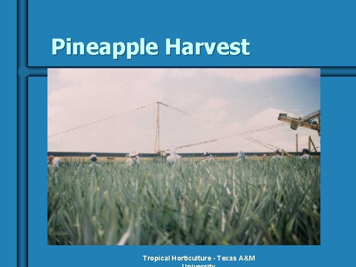 Pineapple Harvest Tropical Horticulture - Texas A&M 