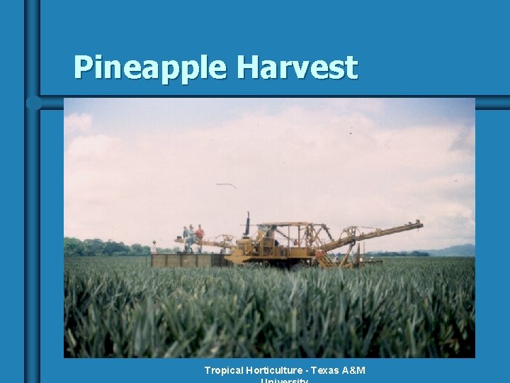 Pineapple Harvest Tropical Horticulture - Texas A&M 