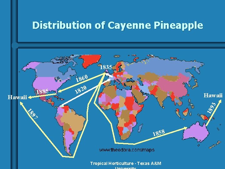 Distribution of Cayenne Pineapple 1835 Hawaii 97 18 189 3 Hawaii 1885 1860 0