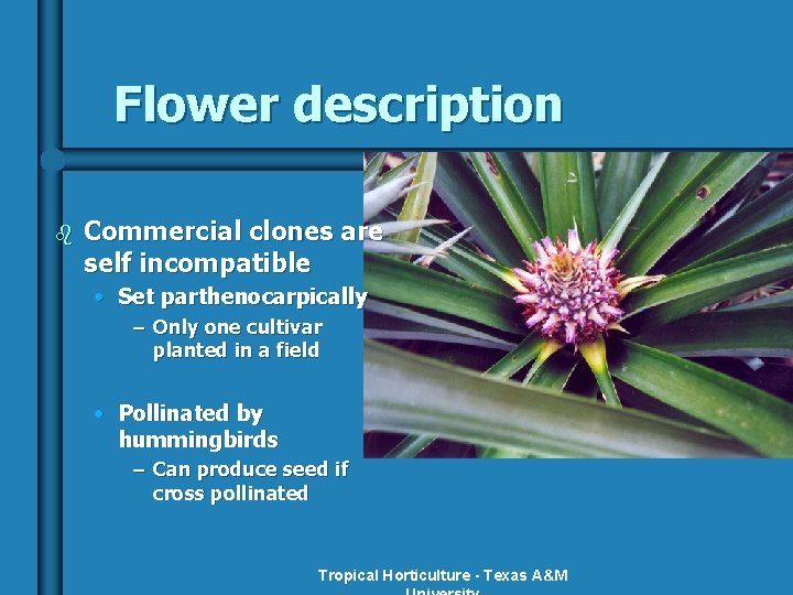 Flower description b Commercial clones are self incompatible • Set parthenocarpically – Only one