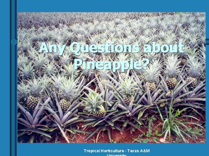 Any Questions about Pineapple? Tropical Horticulture - Texas A&M 