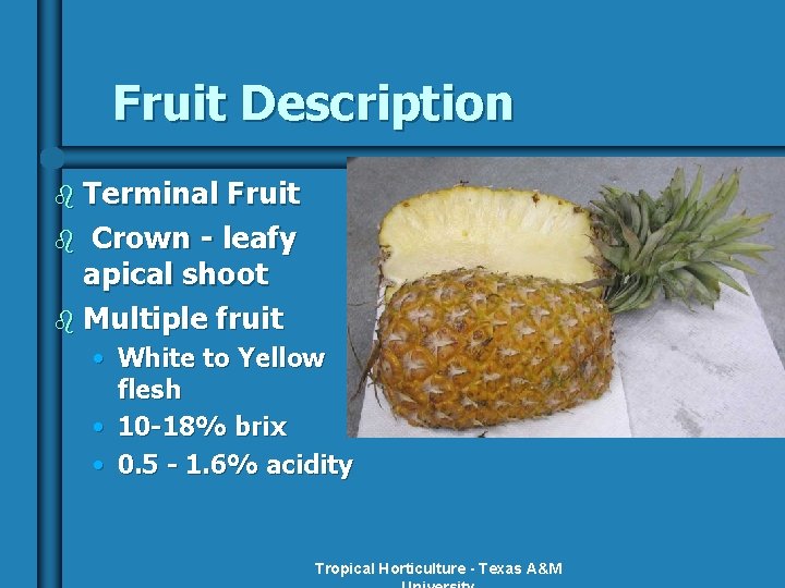 Fruit Description b Terminal Fruit b Crown - leafy apical shoot b Multiple fruit