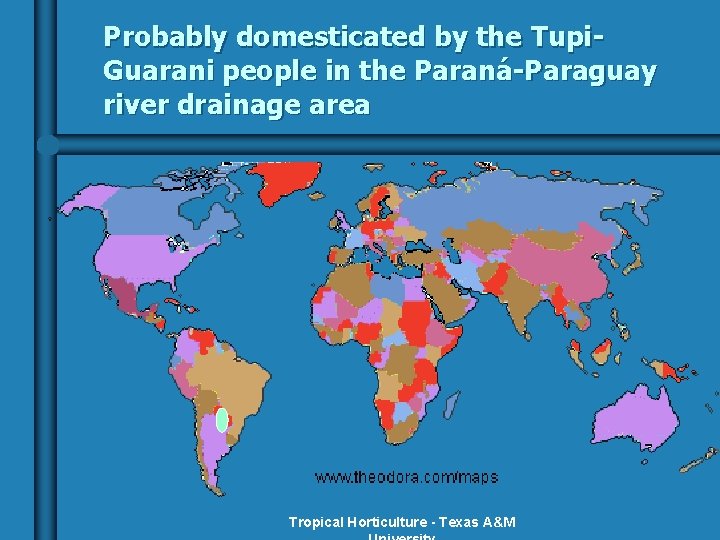 Probably domesticated by the Tupi. Guarani people in the Paraná-Paraguay river drainage area Tropical
