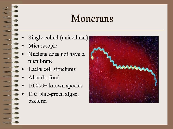 Monerans • Single celled (unicellular) • Microscopic • Nucleus does not have a membrane